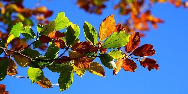 autumn-leaves-g68c6da6b3_640
